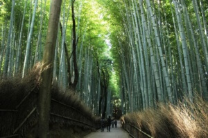 blog 011116 Bamboo forest 8am