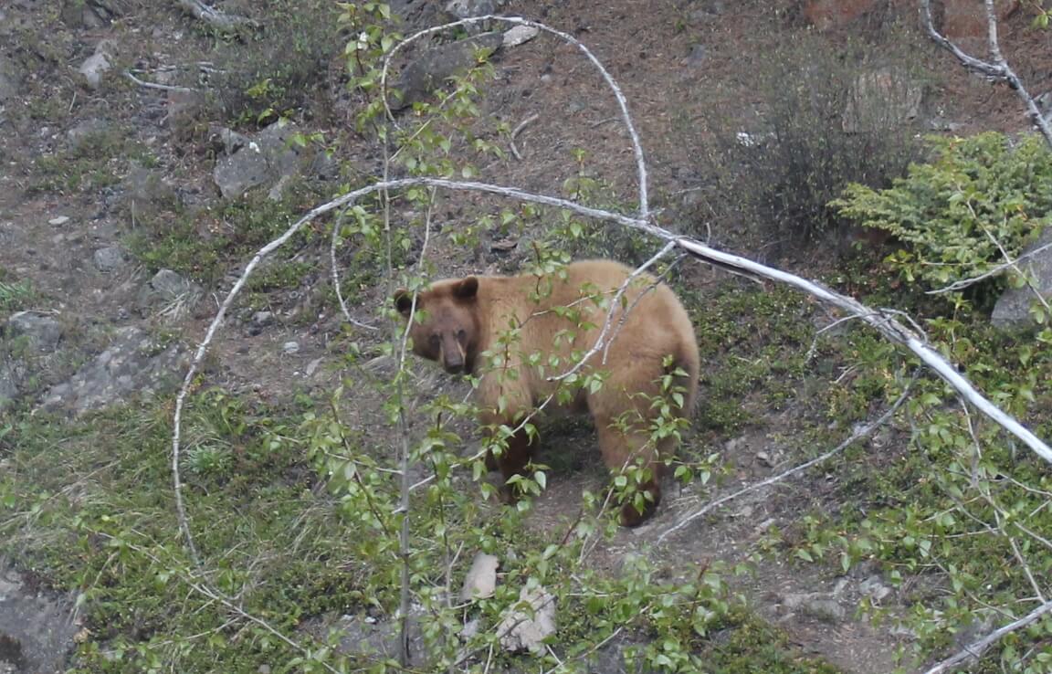 Cinnamon bears and Scenery – Canada Day 30