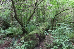 Blog32 4 Butze ferns