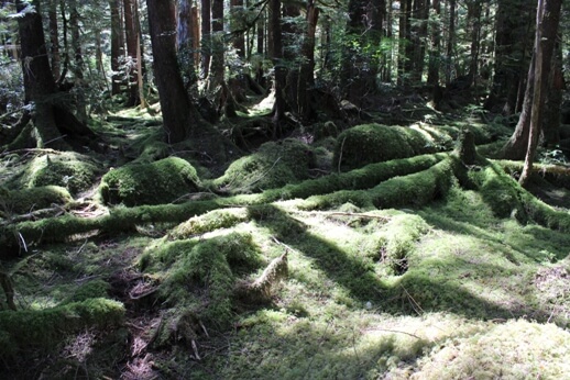 Canada Day 39 Rose Harbour