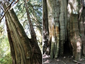 Blog44 CMTcombine_images