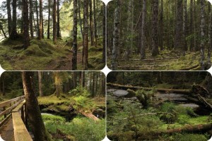 Blog44 Peluza walkcombine_images