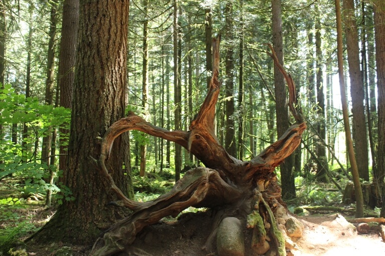 Leaving Vancouver – Canada Day 49