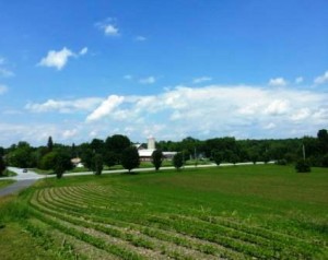 View From memorial Across Fields