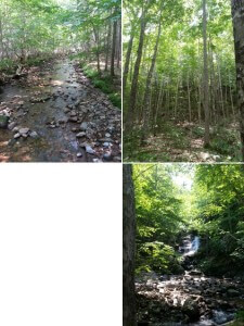 Blog84Waterfall hike