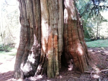 Culturally Modified Trees – CMTs