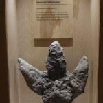 Dinosaur park Dino Paw