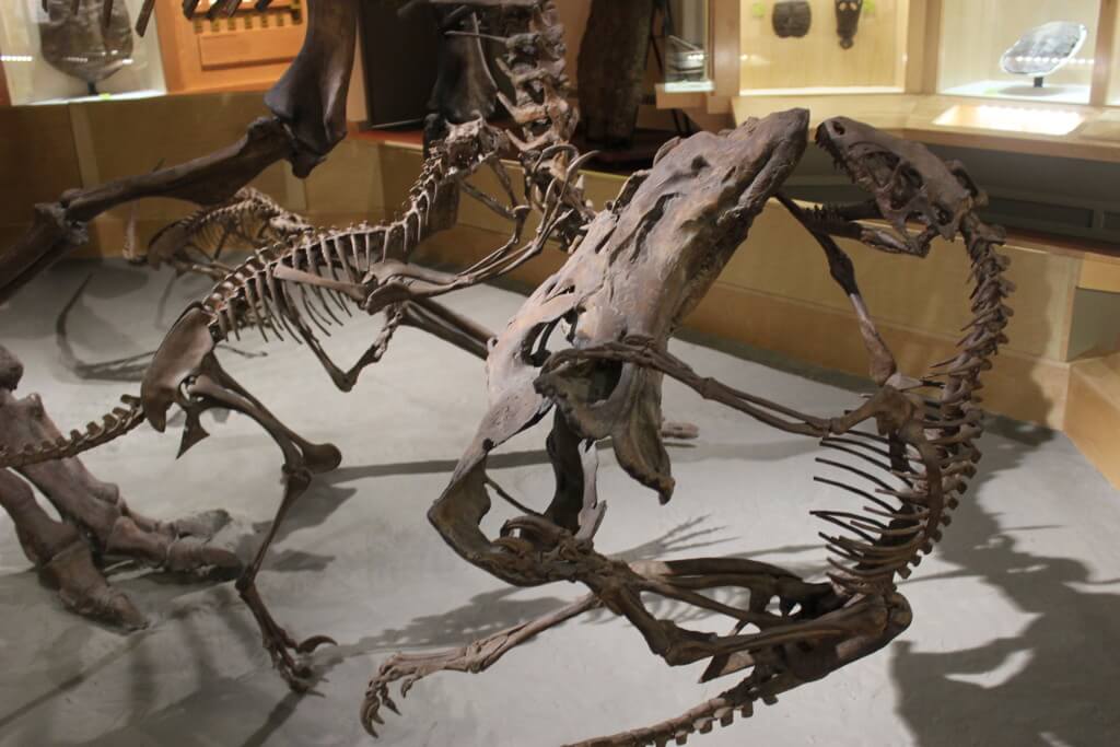 Dinosaur park fossils