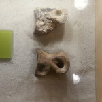 Dinosaur toe bone with arthritis
