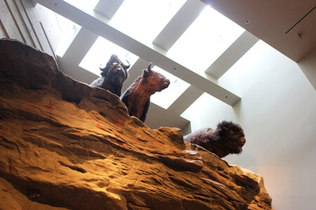 Head Smashed in Buffalo Jump – Canada Day 23