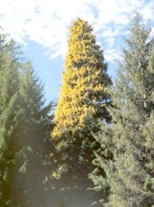 blog40 golden.spruce