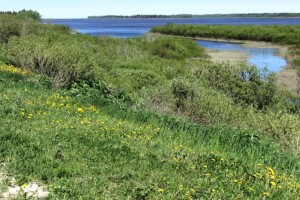 blog56 header grasses and river