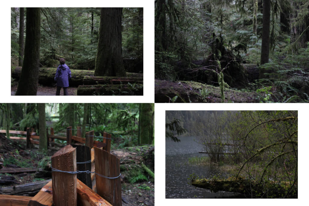Cathedral Grove