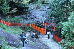 Snake on Kamikura shrine path