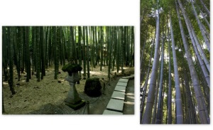 blog 151015 bamboo