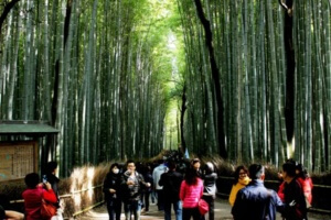 blog 011116 Bamboo forest 11am