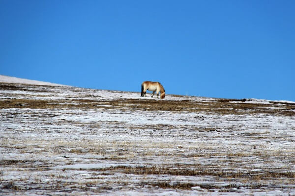 Mongolian Wild Horses Couldn’t……