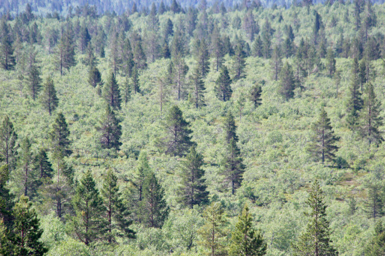 Kiilopää -Felstead in the Finnish Fells