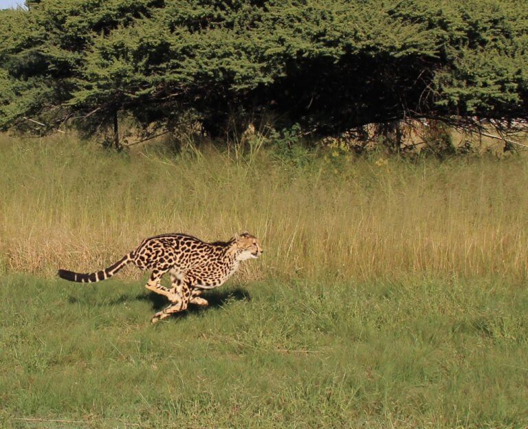 Ekala Tours Extraordinaire