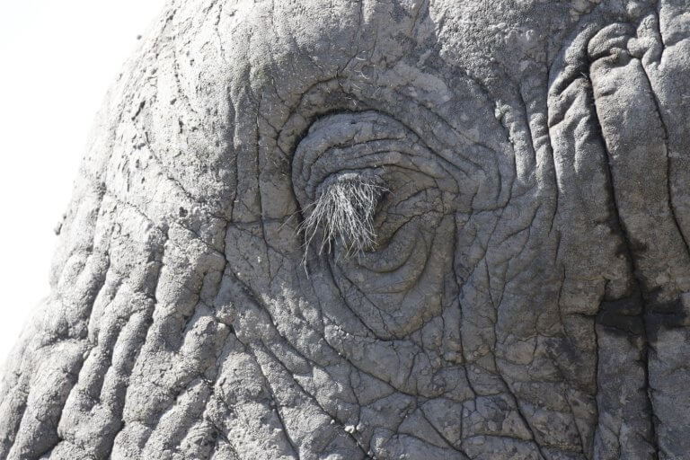 Cameras and Camps – Pangolin Bush Camp