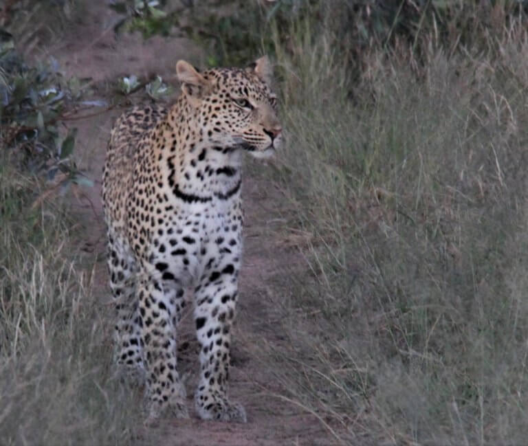 Wildlife Spotting in Timbavati Kambaku Safari Lodge