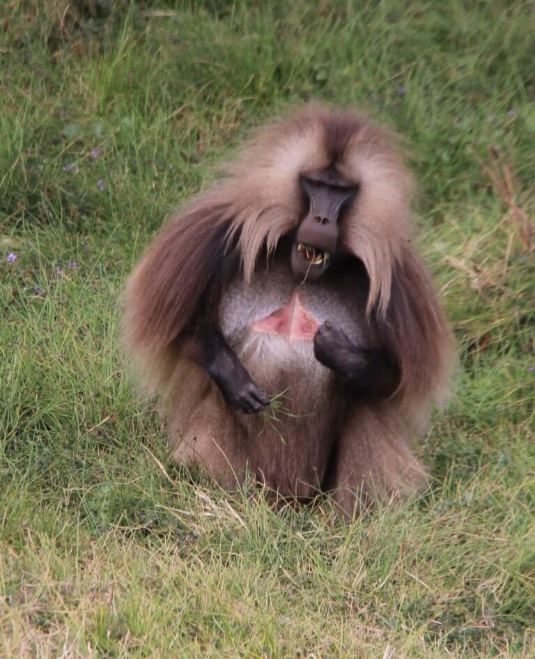 Monkeying or Babooning around with the Gelada!