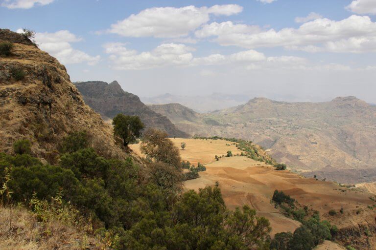 From the far side of the world,I still call Eucalyptus Home