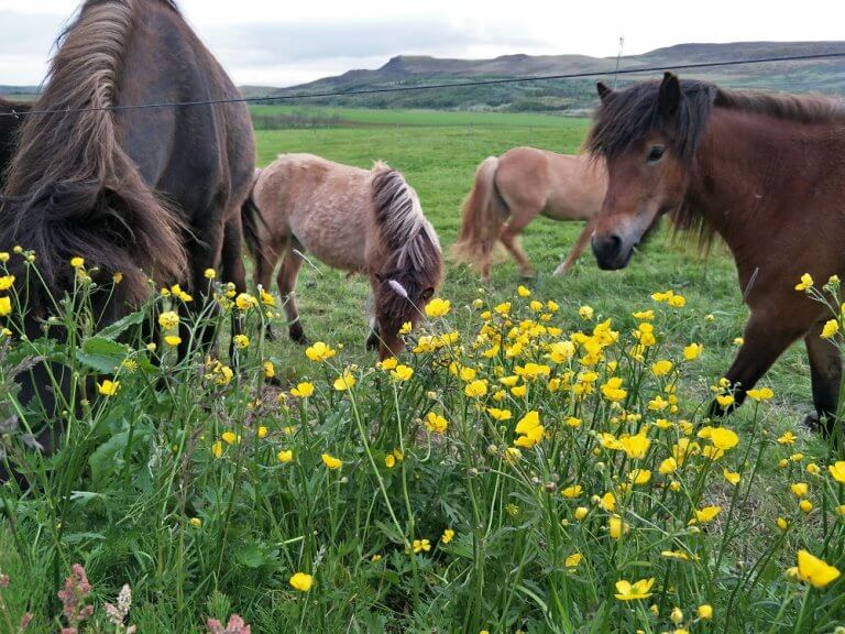 On the Road – Day One of Our Icelandic Road Trip
