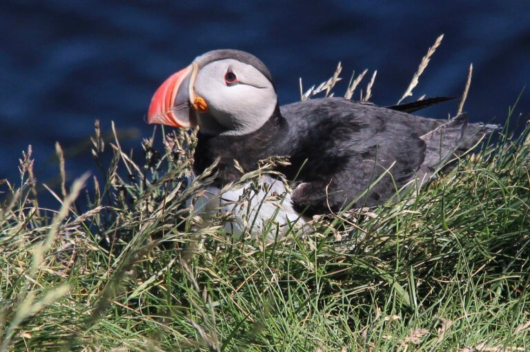 Puffins Galore – Borgarfjörður Eystri, Iceland