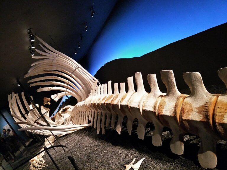 A Whale of a Day – Husavik, Iceland