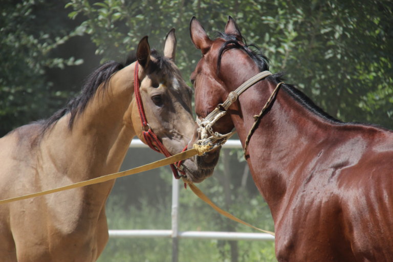 Horsing Around in Ashgabat!