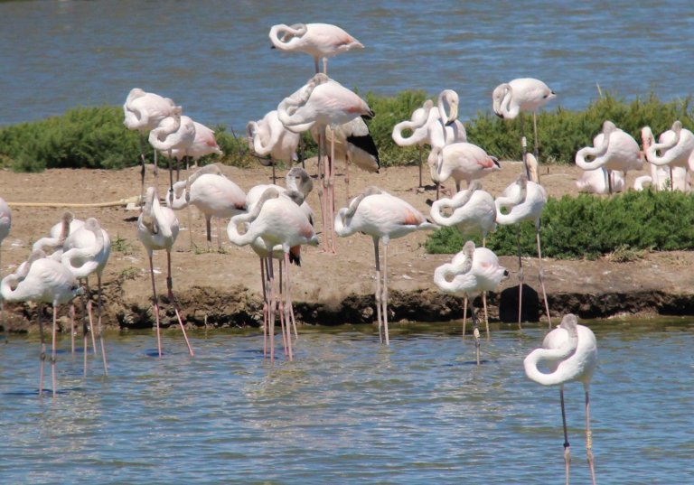 From Orange to Camergue – Luminescence in Art and Flamingos