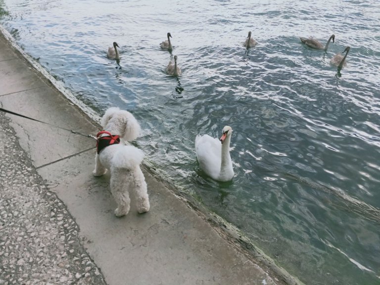 Lyon Like a Local – No Not Really