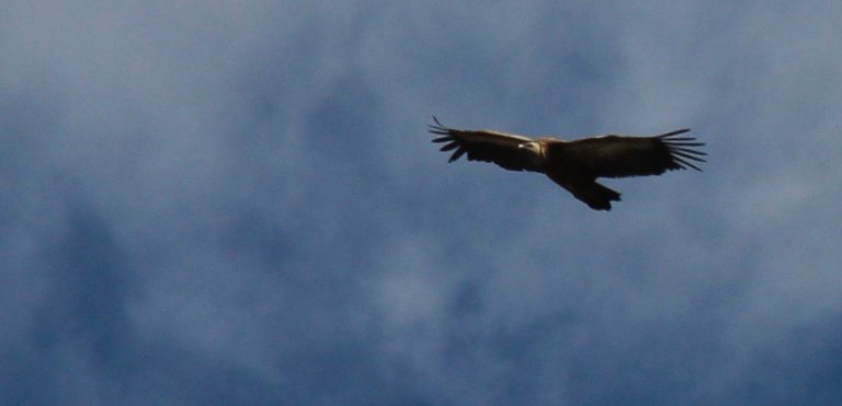 Going Wild !Kayaking and Vultures -Madzharovo