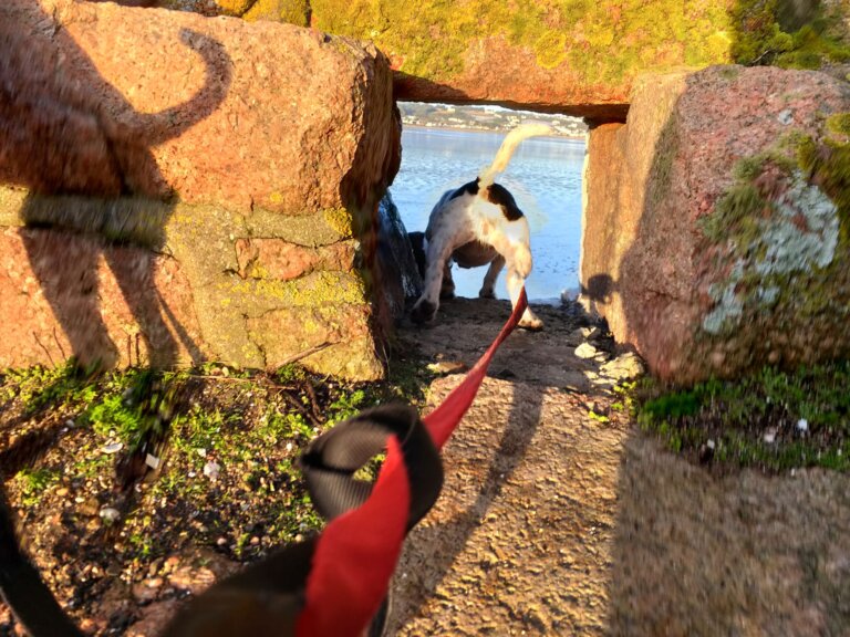 Jersey –  A Perfect Spot for House-sitting