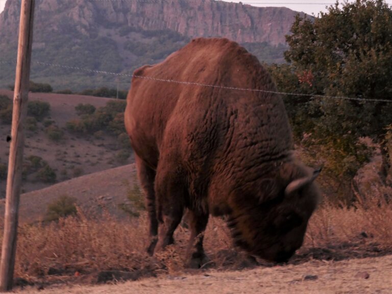 Rewilding in the Eastern Rhodopes, Bulgaria
